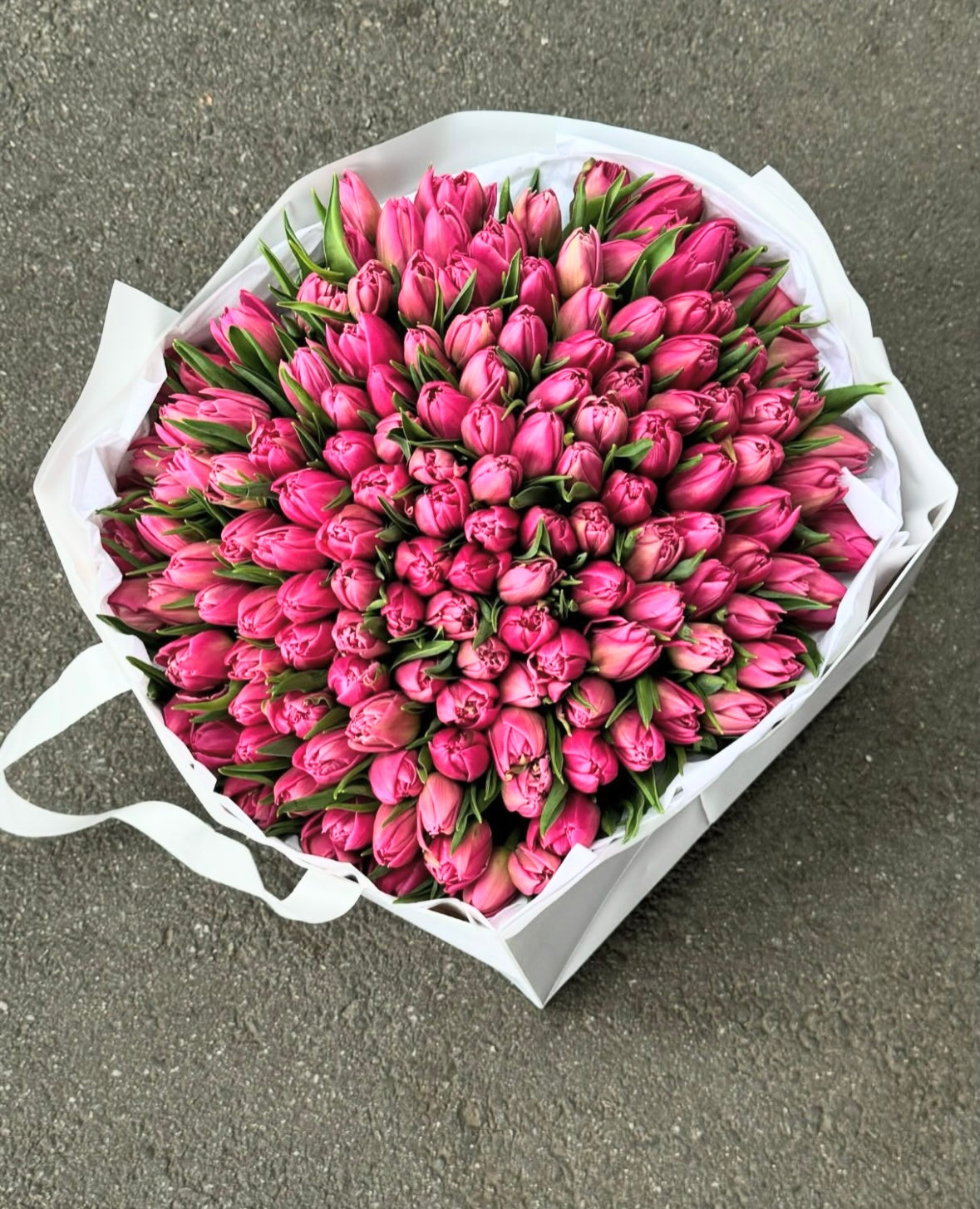 Tulip Garden